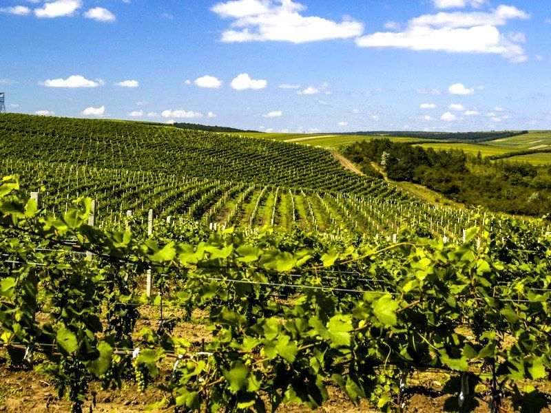 Weinbau in Moldau